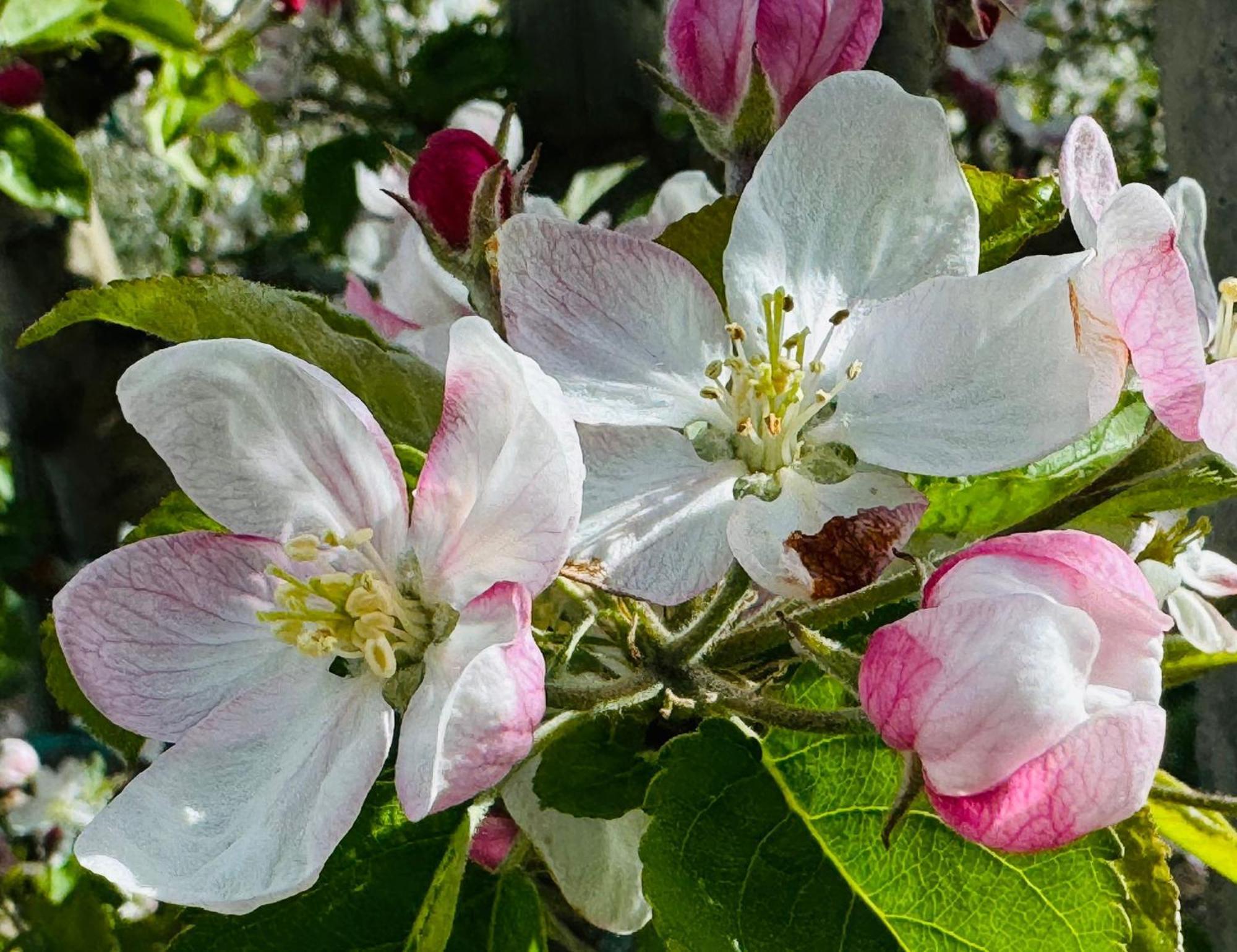 Ferienwohnungen Jojasa Laces Zewnętrze zdjęcie